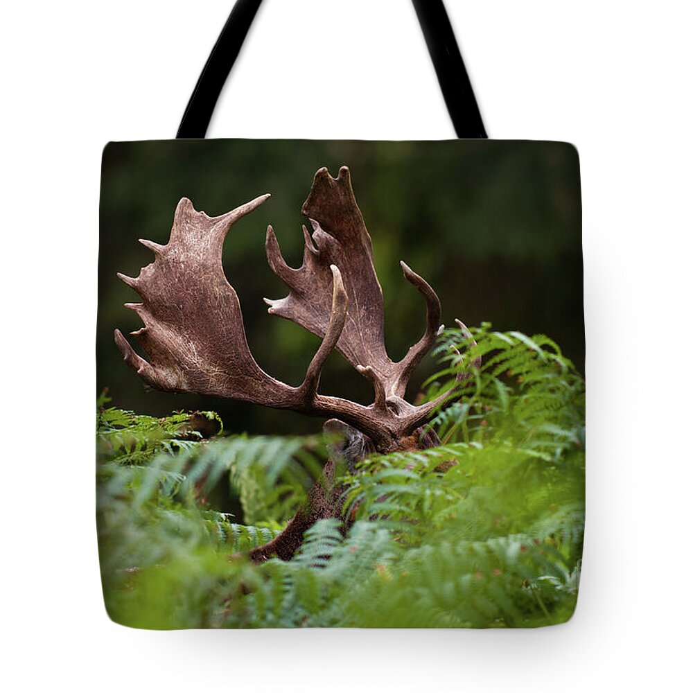 Hiding Tote Bag featuring the photograph Moose Hiding In Leaves, Wild Park by Rob Janné