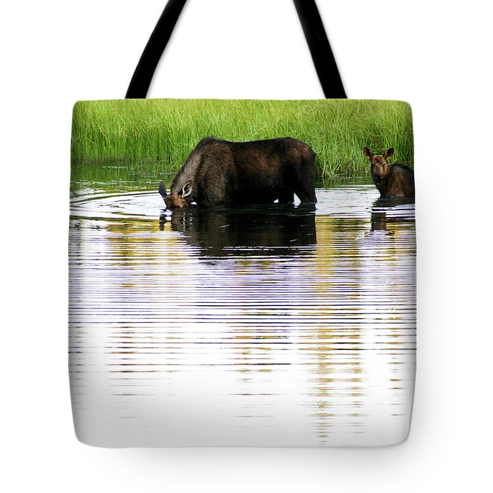 Grass Tote Bag featuring the photograph Moose In Lake by Universal Stopping Point Photography