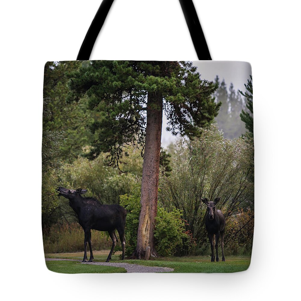 Moose Eating Tote Bag featuring the photograph Moose in my back yard by Julieta Belmont