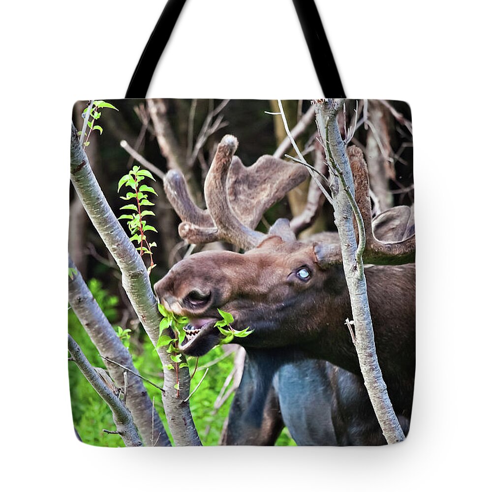 Moose Tote Bag featuring the photograph Moose with an anomalous eye, at dinner time by Tatiana Travelways