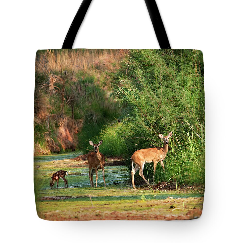 Richard E. Porter Tote Bag featuring the photograph Morning Drink, Color - Deer, Palo Duro Canyon State Park, Texas by Richard Porter