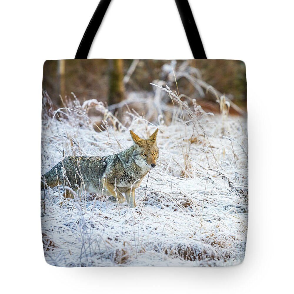 Yosemite Tote Bag featuring the photograph Morning Hunt by Anthony Michael Bonafede
