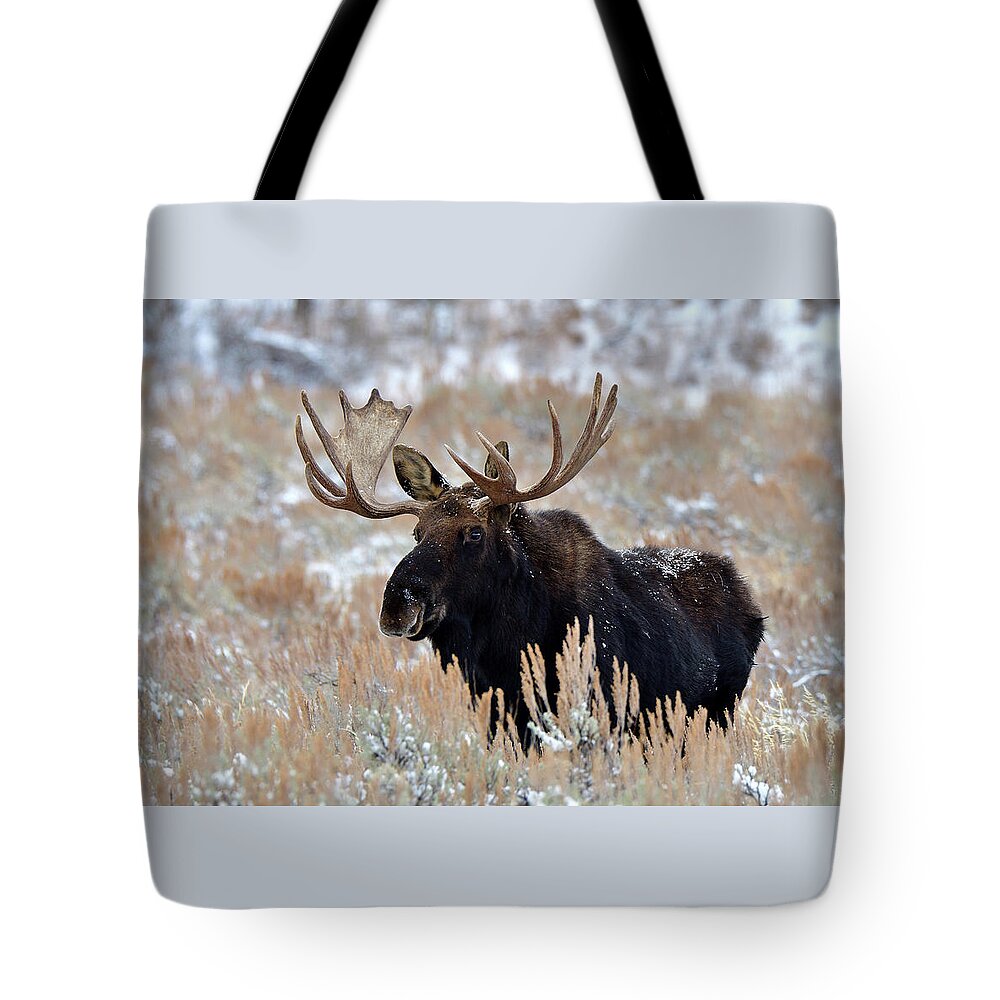 Moose Tote Bag featuring the photograph Morning Moose by Michael Morse
