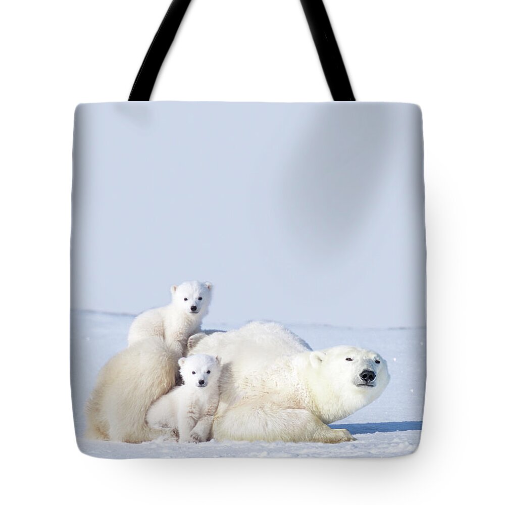 Bear Cub Tote Bag featuring the photograph Mother Polar Bear With Cubs, Canada by Art Wolfe