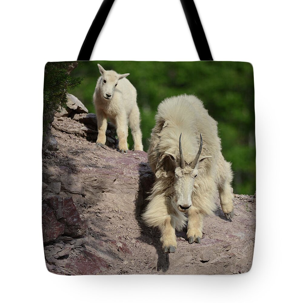 Mountain Goats Tote Bag featuring the photograph Mountain Goats- Nanny and Kid by Whispering Peaks Photography
