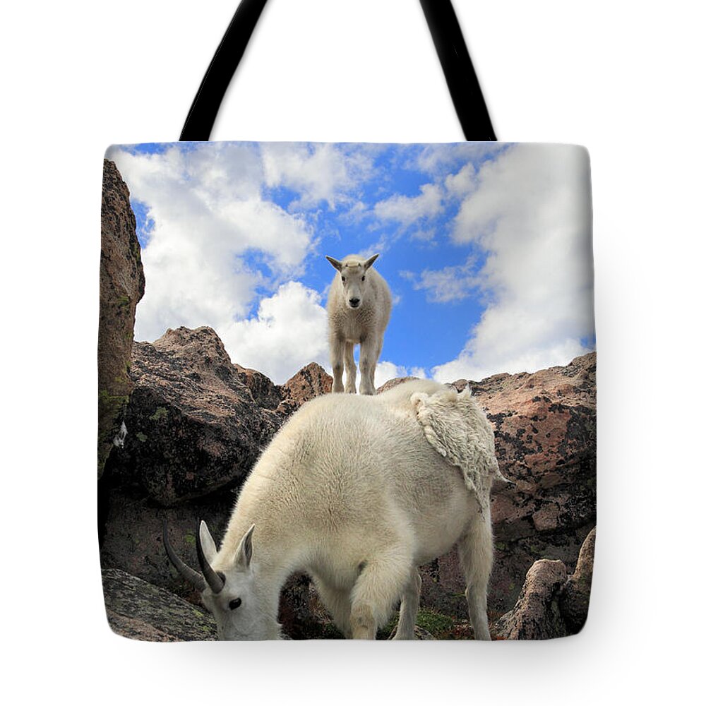 Animals In The Wild Tote Bag featuring the photograph Mountain Goats Oreamnos Americanus by John Kieffer