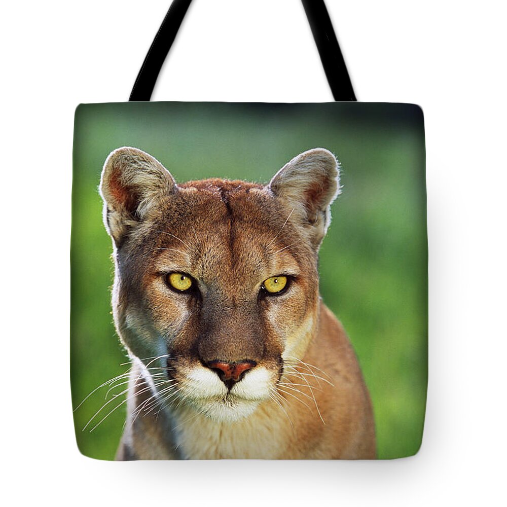 Photography Tote Bag featuring the photograph Mountain Lion Felis Concolor, Portrait by Panoramic Images