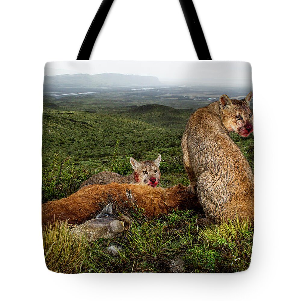 Sebastian Kennerknecht Tote Bag featuring the photograph Mountain Lion Yearlings At Guanaco Kill by Sebastian Kennerknecht