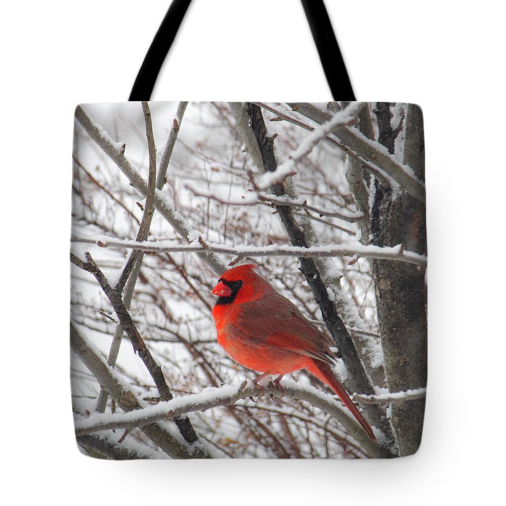 Fine Art Tote Bag featuring the photograph Mr. Cardinal by Michael Friedman