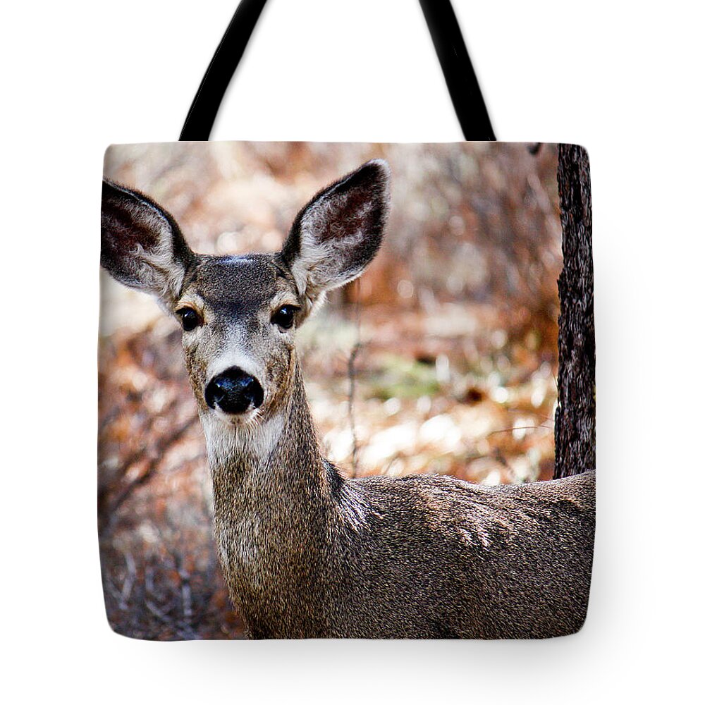 Mule Deer Tote Bag featuring the photograph Mule Deer #4 by Neil Pankler