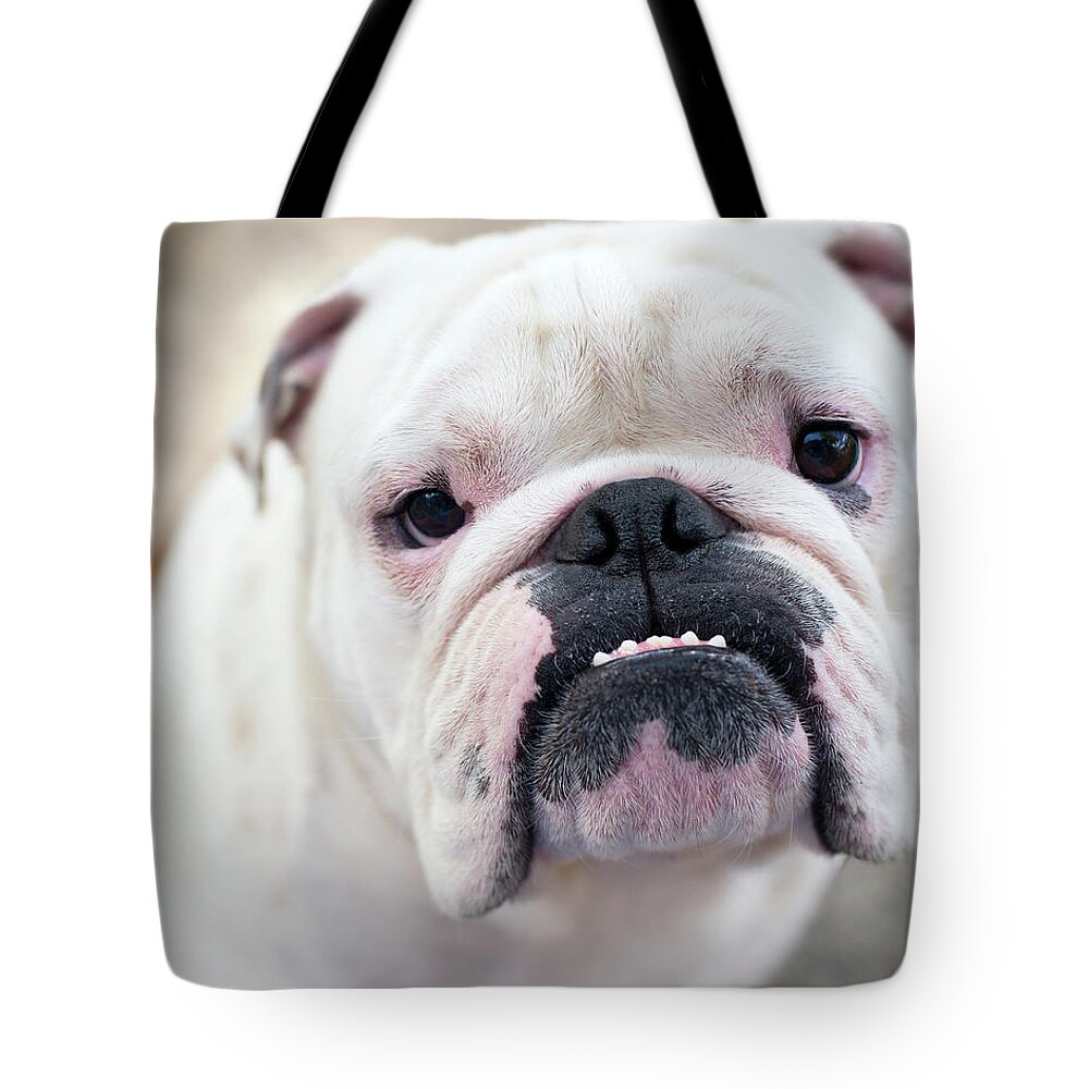 Pets Tote Bag featuring the photograph My Little Monster by Jody Trappe Photography
