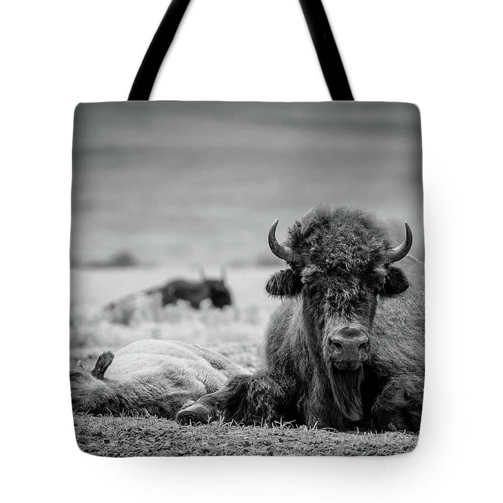 Bison Tote Bag featuring the photograph Nap Time in BW by James Barber