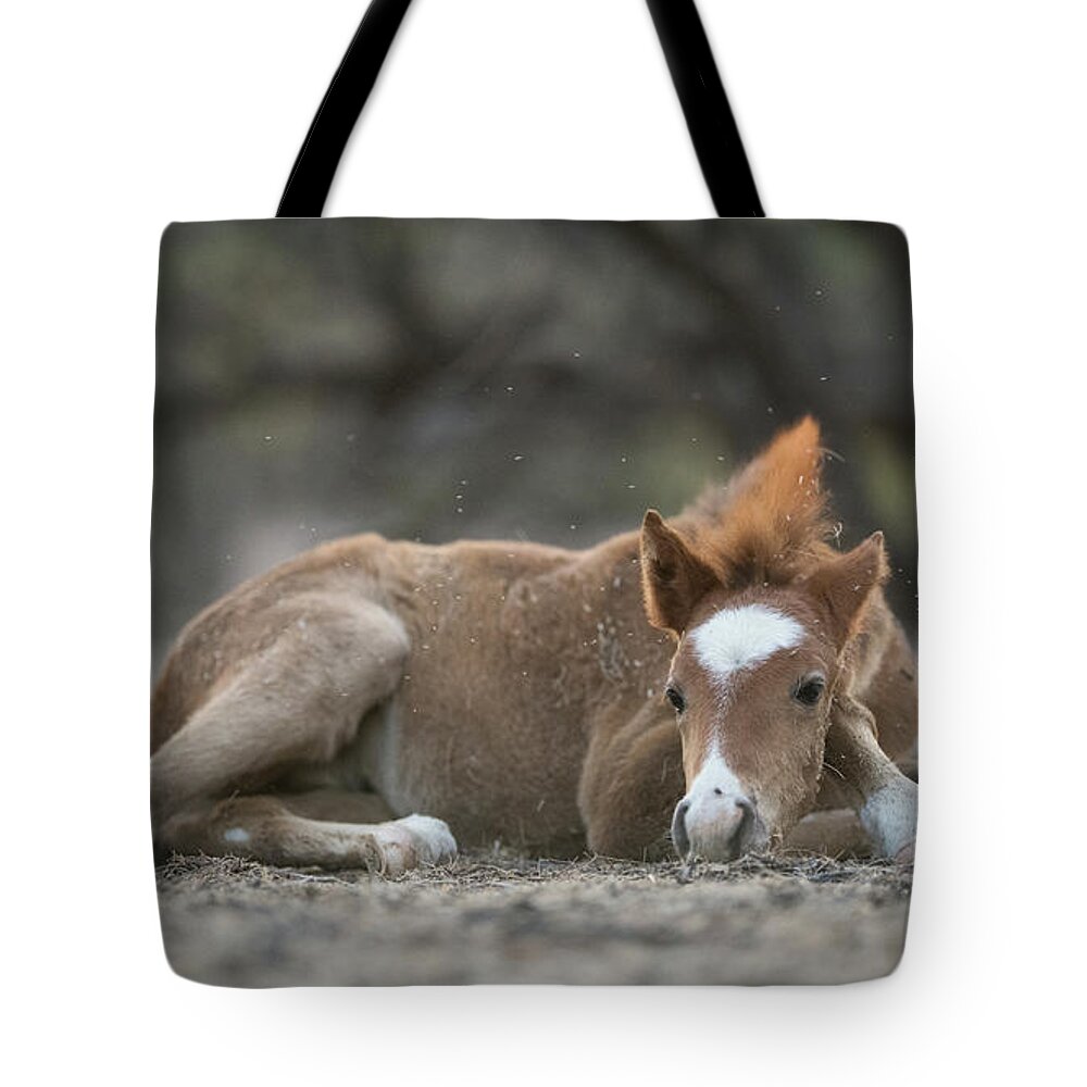 Cute Tote Bag featuring the photograph Nap Time by Shannon Hastings