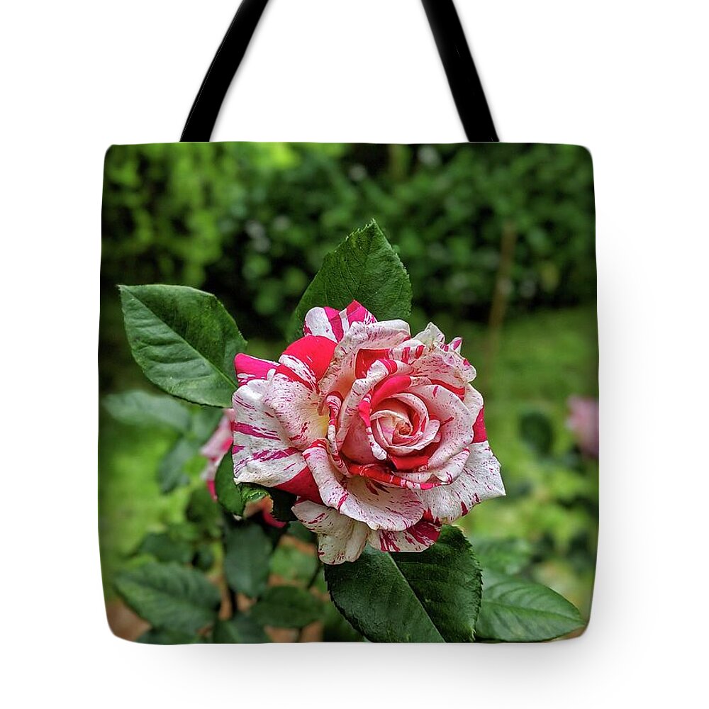Rose Tote Bag featuring the photograph Neil Diamond Rose by Portia Olaughlin