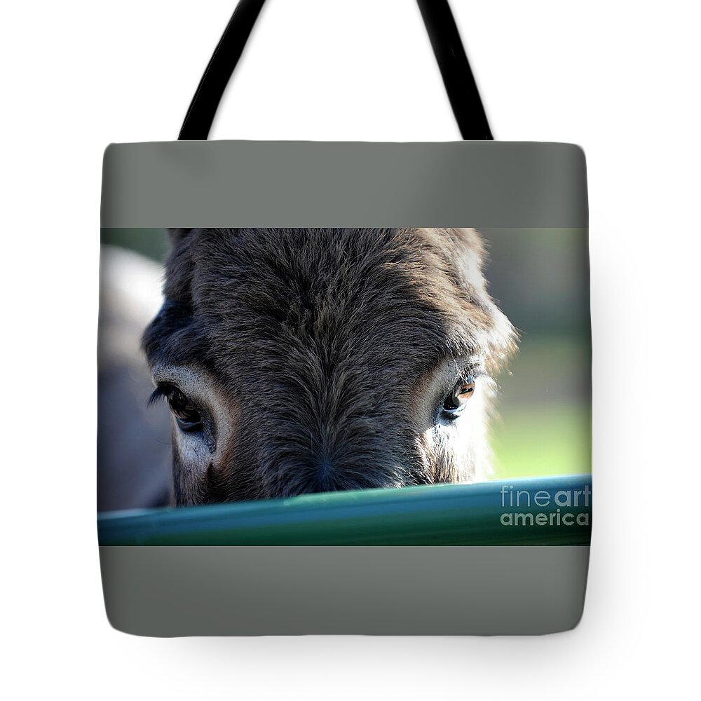 Rosemary Farm Sanctuary Tote Bag featuring the photograph Nemo's Eyes by Carien Schippers