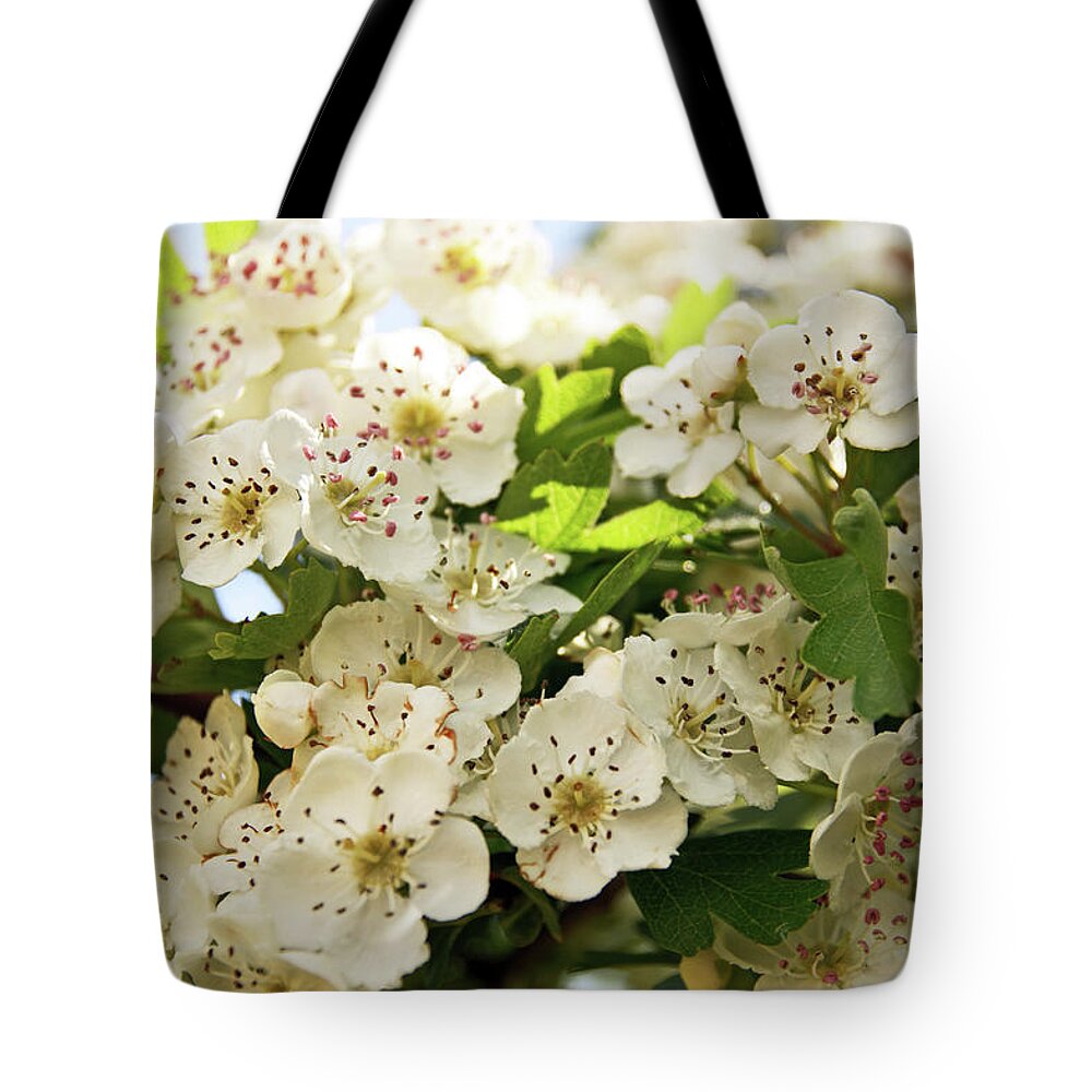 Neston Tote Bag featuring the photograph NESTON. Hawthorn Blossom. by Lachlan Main