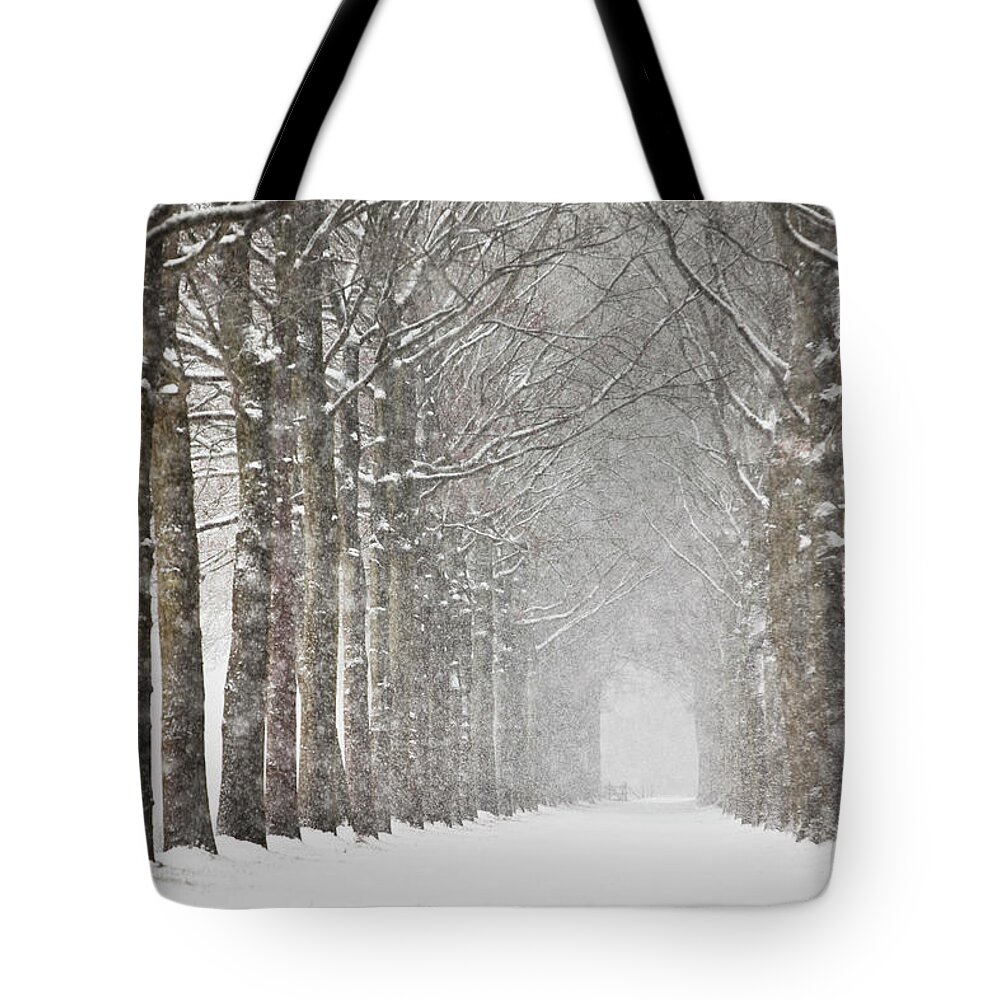 North Holland Tote Bag featuring the photograph Netherlands, Beech Trees In Snow Storm by Frans Lemmens
