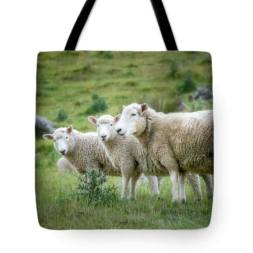 Joan Carroll Tote Bag featuring the photograph New Zealand Mobsters by Joan Carroll
