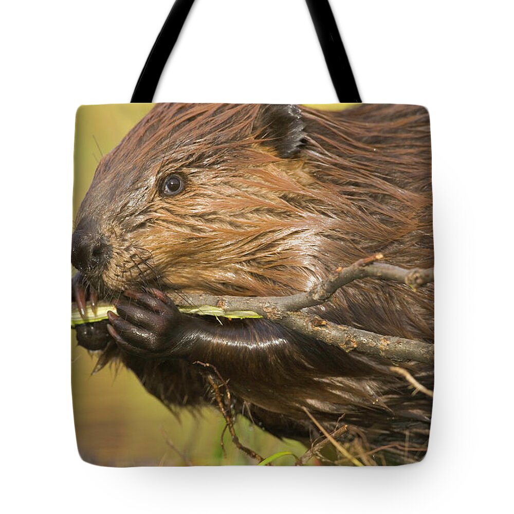 Beaver Tote Bag featuring the photograph North American Beaver Castor Canadensis by Eastcott Momatiuk