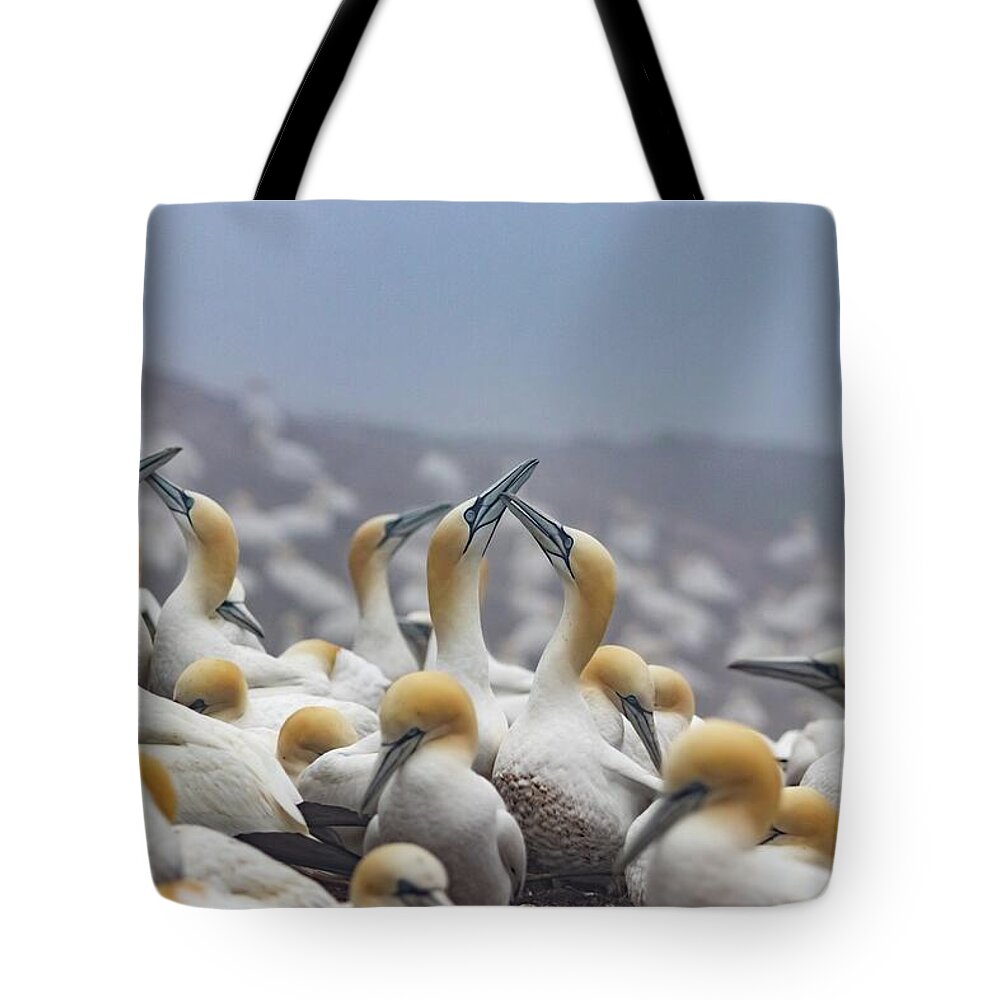 Northern Gannet Tote Bag featuring the photograph Northern Gannet Colony Bonaventure Island by Marlin and Laura Hum