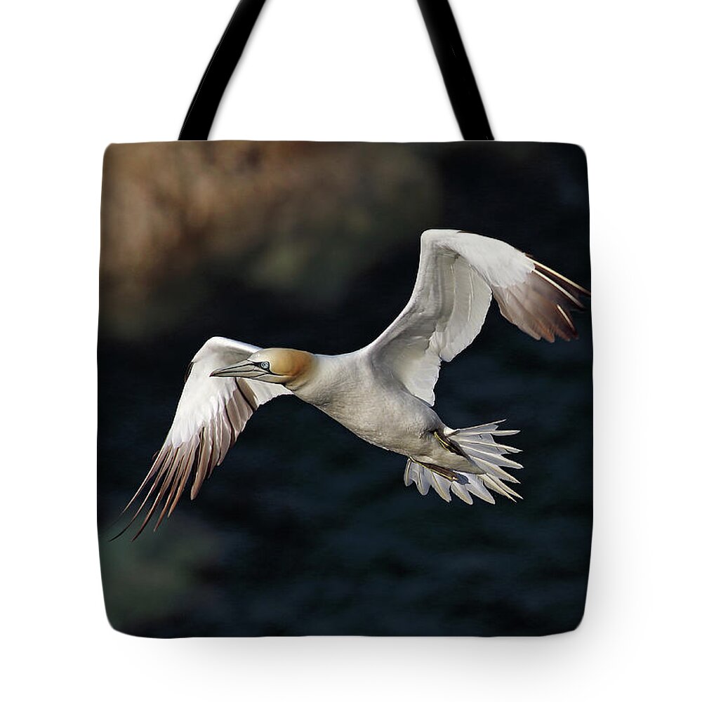 Gannet Tote Bag featuring the photograph Northern Gannet in flight by Grant Glendinning