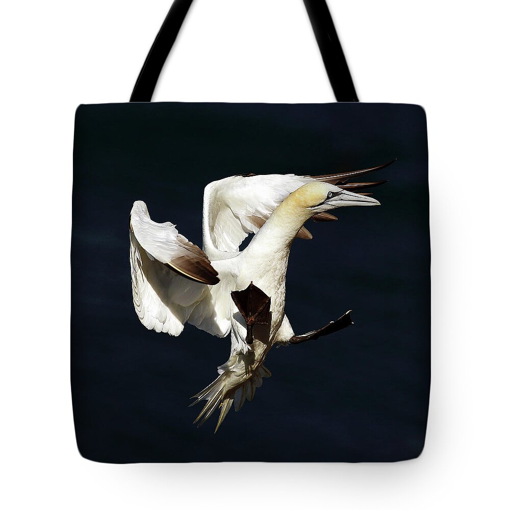 Northern Gannet Tote Bag featuring the photograph Northern Gannet - Square Crop by Grant Glendinning