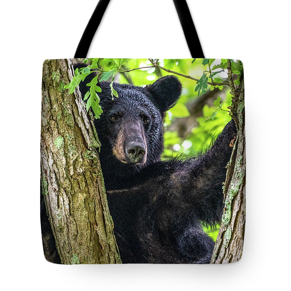 American Black Bear Tote Bag featuring the photograph Not All Bears Are Created Equal by Marcy Wielfaert