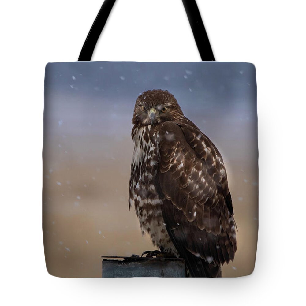 Hawk Tote Bag featuring the photograph Not Impressed by Randy Robbins