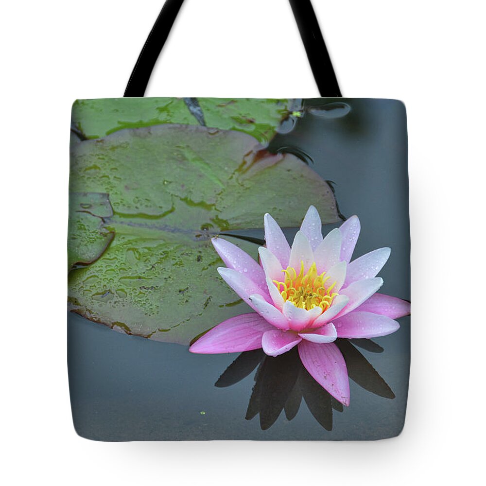 I Tote Bag featuring the photograph Nymphaeaceae by Jamart Photography