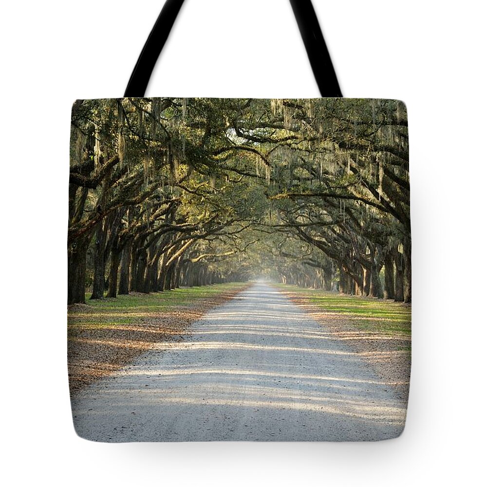 Allee Tote Bag featuring the photograph Oak Avenue by Bradford Martin