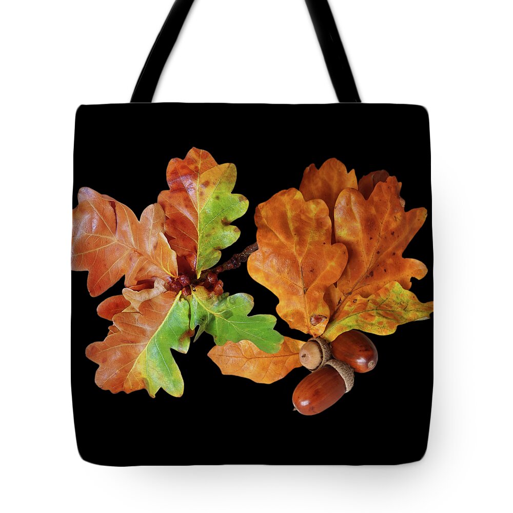 Autumn Leaves Tote Bag featuring the photograph Oak Leaves And Acorns On Black by Gill Billington