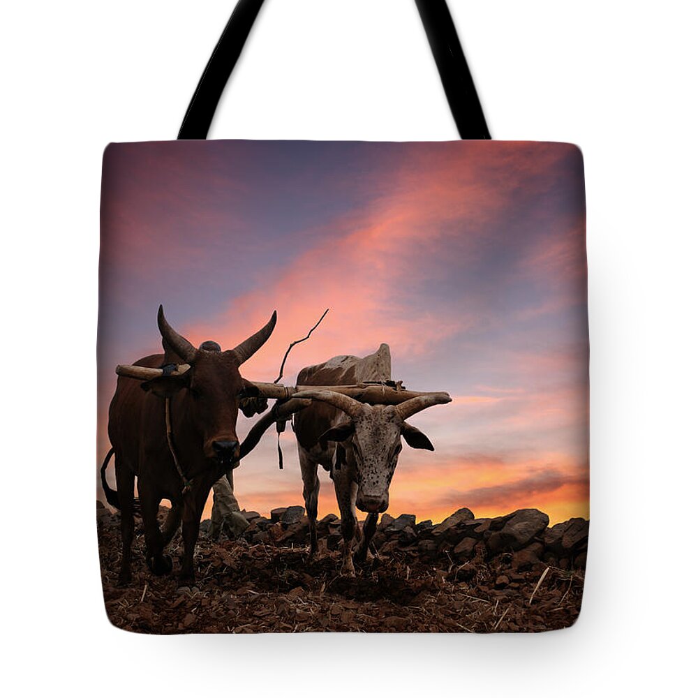 Working Tote Bag featuring the photograph Obsolete Plow With Two Cows by Narvikk