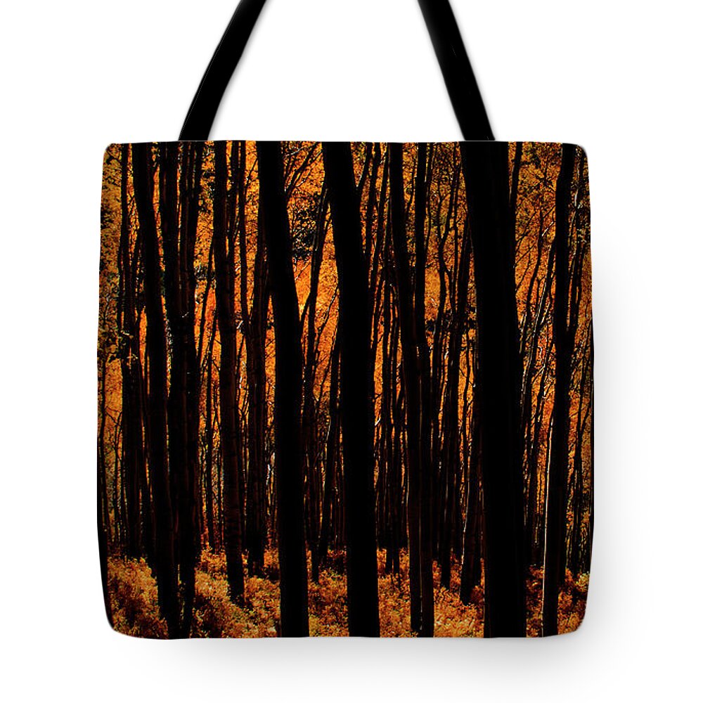 Darkness Tote Bag featuring the photograph October Forest by Julia McHugh