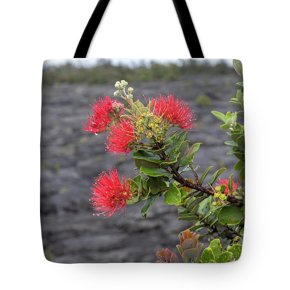 Ohi'a Tote Bag featuring the photograph Ohia Blossoms by Jim West