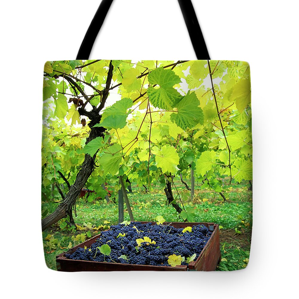 Scenics Tote Bag featuring the photograph Okanagan Valley Vineyard Bin Grapes by Laughingmango