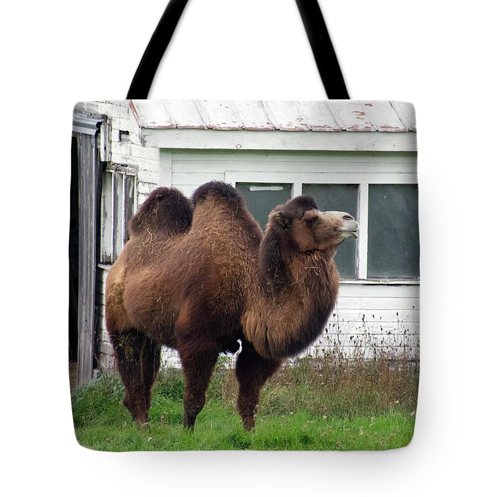 Oliver Tote Bag featuring the photograph Oliver, Ferrisburgh Vermont by Rik Carlson