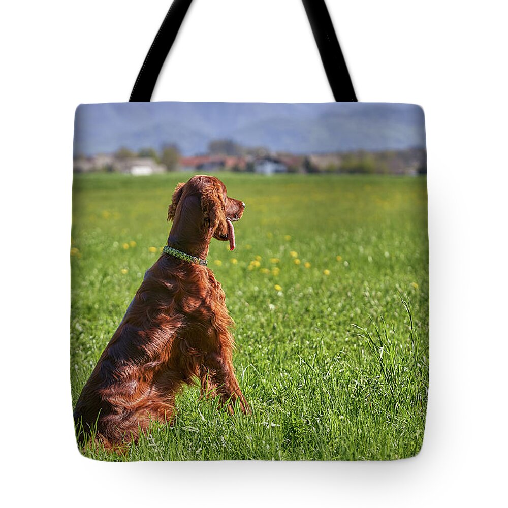 Irish Setter Tote Bag featuring the photograph On the watch by Robert Krajnc