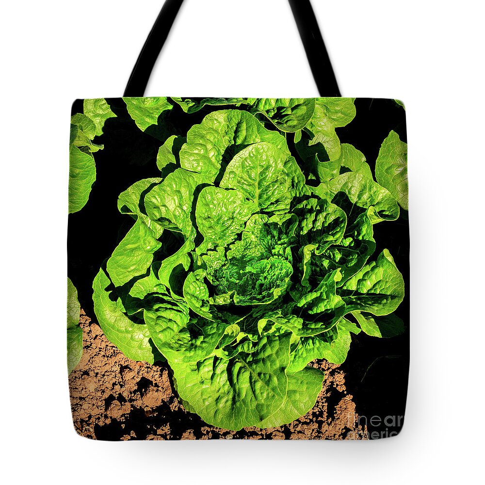 Bunch Lettuce Tote Bag featuring the photograph One Bunch Lettuce by Robert Bales
