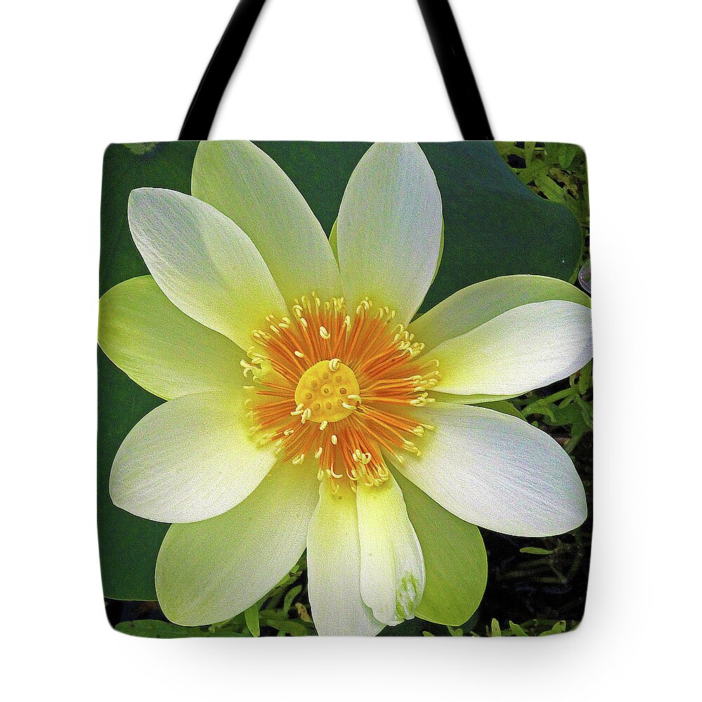 Lotus Tote Bag featuring the photograph Open Wide by Michael Allard