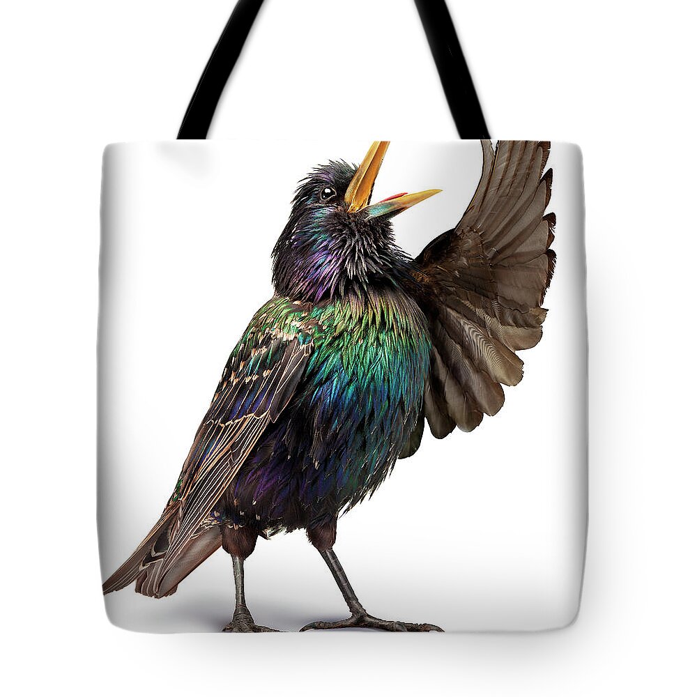 White Background Tote Bag featuring the photograph Opera_bird_04 by Holloway
