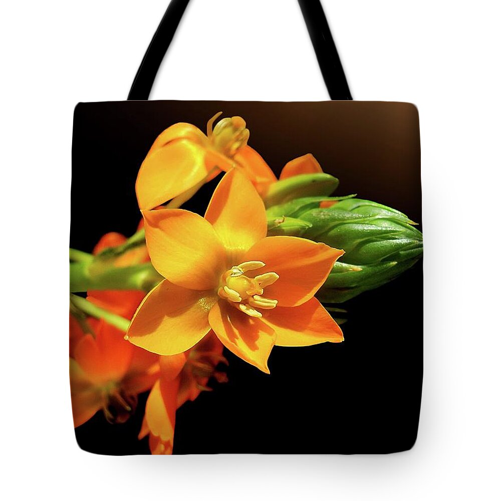 Orange Color Tote Bag featuring the photograph Orange Chincherinchee by Gitpix