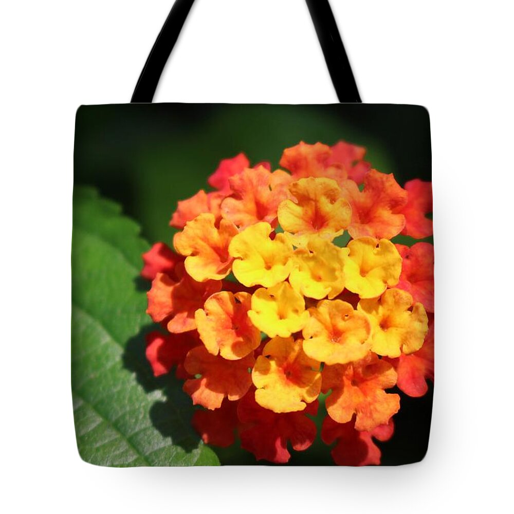 Flower Tote Bag featuring the photograph Orange Lantana by Christopher Lotito