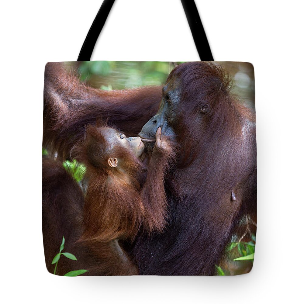 Suzi Eszterhas Tote Bag featuring the photograph Orangutan Baby Begging For Food by Suzi Eszterhas