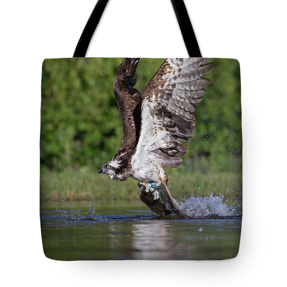 Osprey Tote Bag featuring the photograph Osprey Dragging Fish by Pete Walkden