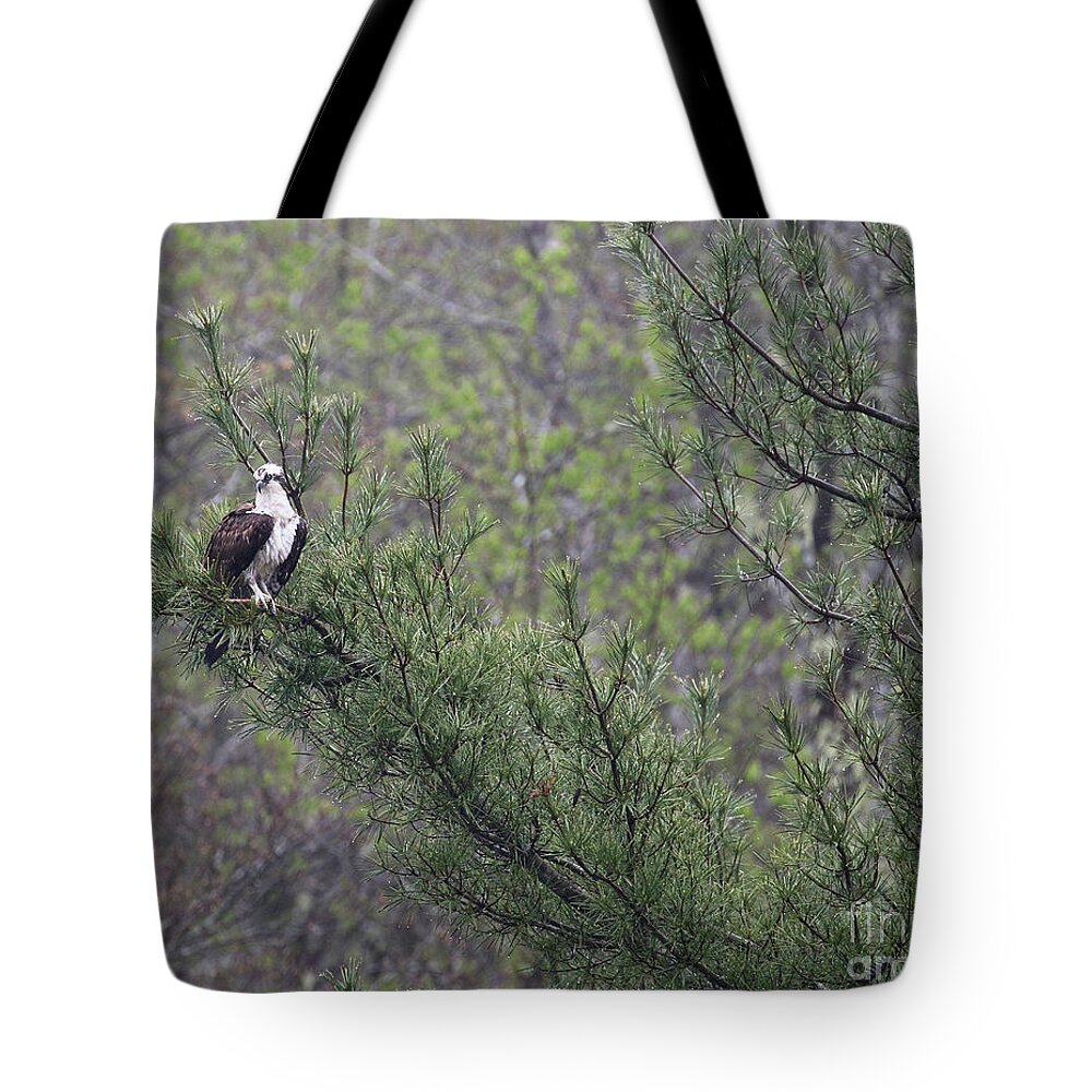 Osprey Tote Bag featuring the photograph Osprey in Pine Tree 6161 by Jack Schultz