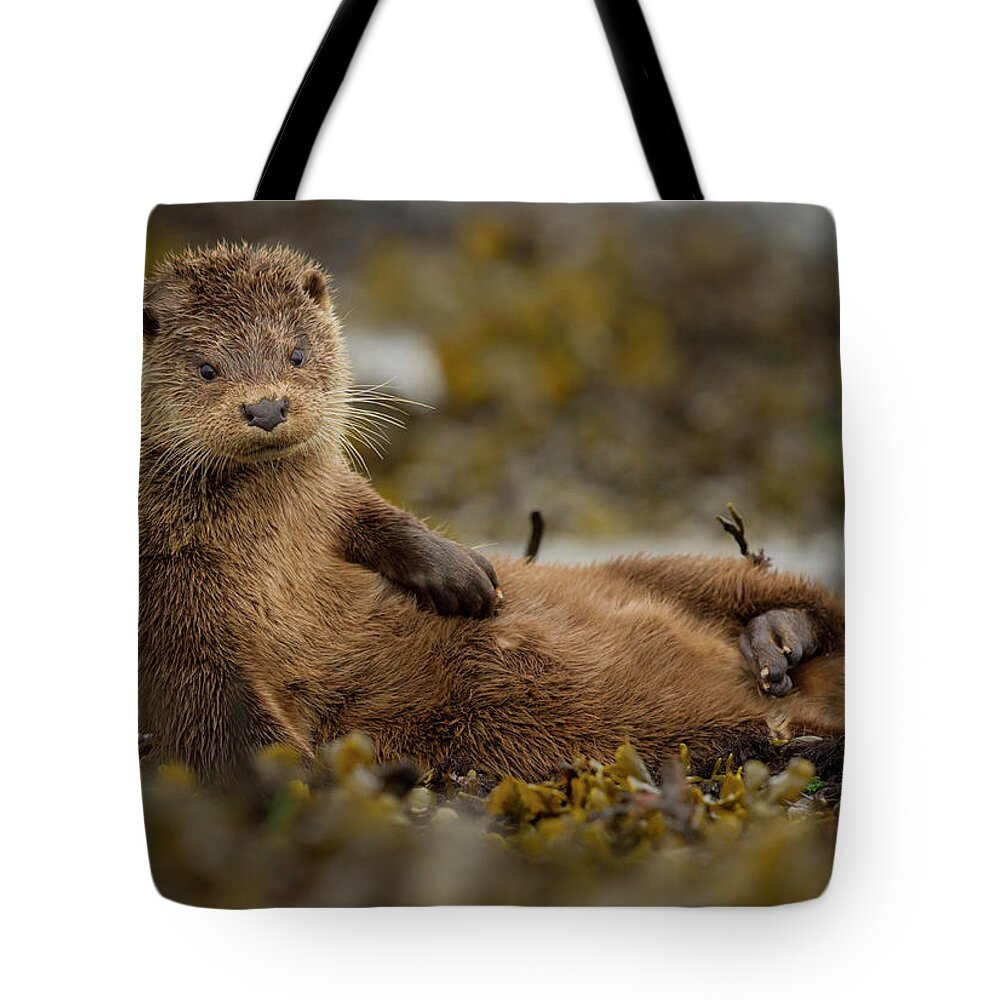 Ottercollection Tote Bag featuring the photograph Otter Female Grooming In Seaweed, Mull, Scotland by Paul Hobson / Naturepl.com