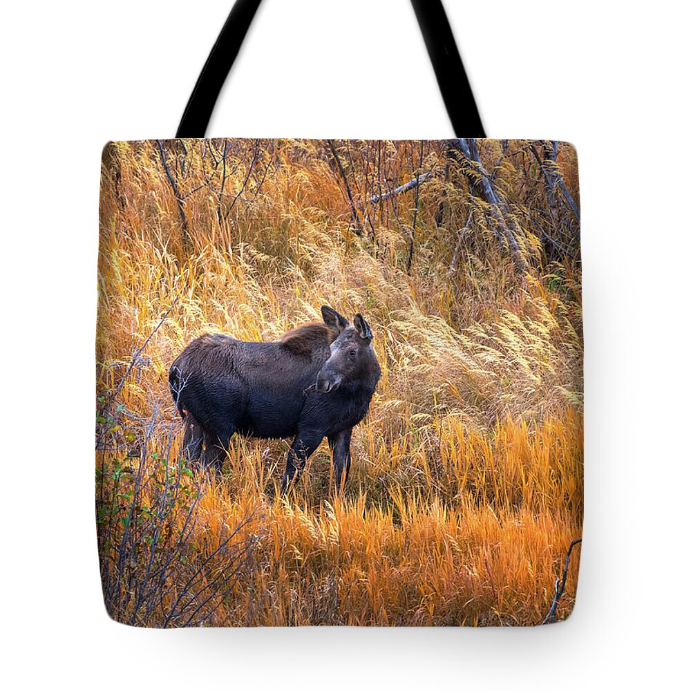 Chris Steele Tote Bag featuring the photograph Out For A Stroll by Chris Steele