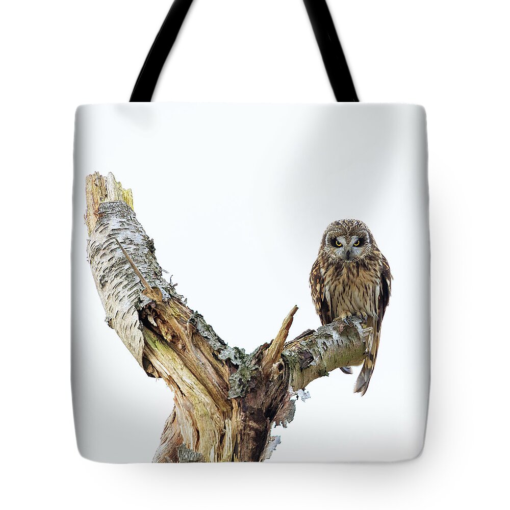 Eide Road Tote Bag featuring the photograph Owl on Tree Stump by Briand Sanderson