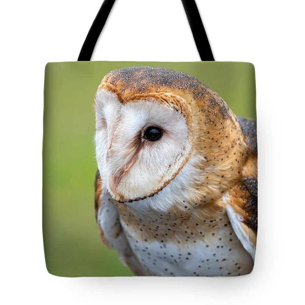 Photography Tote Bag featuring the photograph Common Barn Owl Portrait by Alma Danison