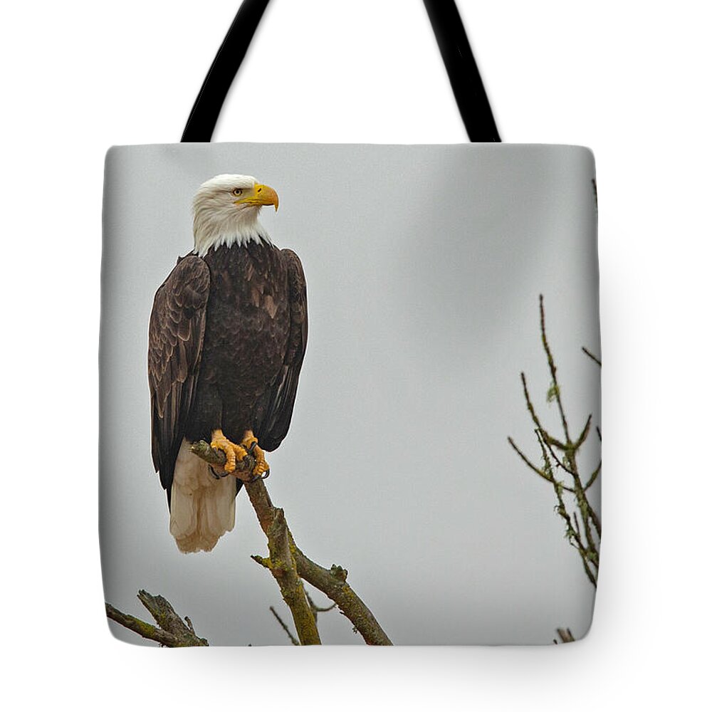 Eagle Tote Bag featuring the photograph Pacific Northwest Bald Eagle by Natural Focal Point Photography